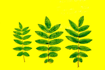 Three green leaves of different sizes in a row on a yellow background, flat lay, top view