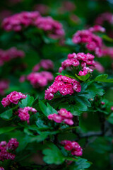 Hawthorn medicinal plant. Pink flowers on a flowering branch. Beautiful flower. Natural background.
