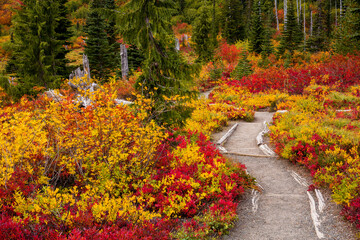 Stunning fall foliage along a hiking trail at Mt. Rainier National Park in Washington state
