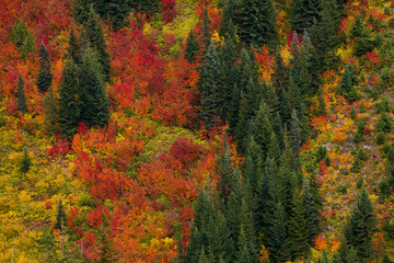 Stunning fall foliage at Mt. Rainier National Park in Washington state
