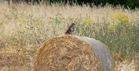 Mediterranean peregrine falcon paused over a forage bale
