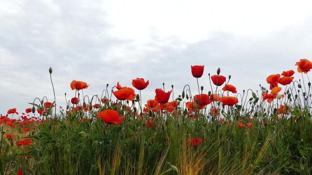 Nahaufnahme von Weizen, Mohn, Mohnfeld, Weizen, Getreide, Panorama, Weizen, Getreide, Ansicht, Feld,