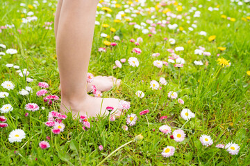 Small baby bare legs,feet of little girl in grass with flowers of daisies.Summer concept.Kids walk...