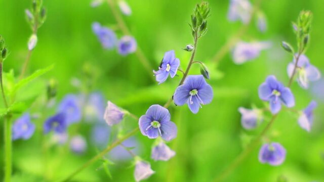 Veronica Oak (Veronica chamaedrys) in the forest. Natural floral background macro. Summer wildflowers