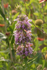 Purple Horsemint