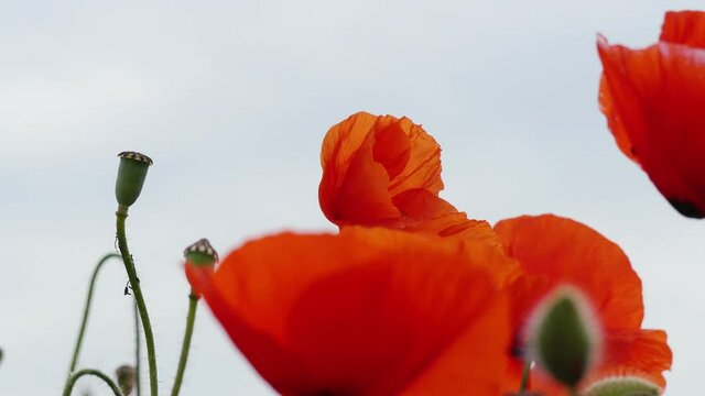 Nahaufnahme von Weizen, Mohn, Mohnfeld, Weizen, Getreide, Panorama, Weizen, Getreide, Ansicht, Feld,