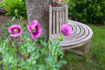 View of a wooden round bench in an allotment garden with flowers, poppies in foreground.