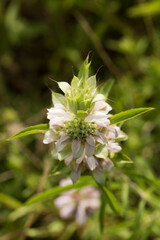 Lemon Beebalm