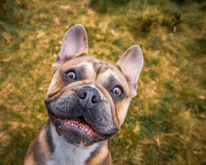 The family dog, everyone's pet, so happy to be out for a run  in the late evening sun.