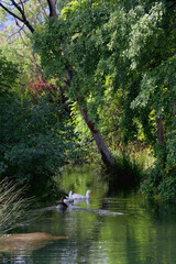 Three geese swimming in a river, surrounded with beautiful trees. Selective focus.