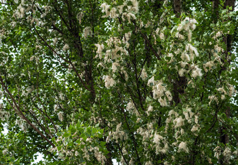 Fototapeta na wymiar Large lumps of fluff on a female poplar tree. Selective focus.