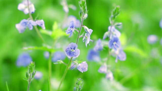 Beautiful Veronica Oak (Veronica chamaedrys) flower in the forest. Natural floral background. Summer wildflowers