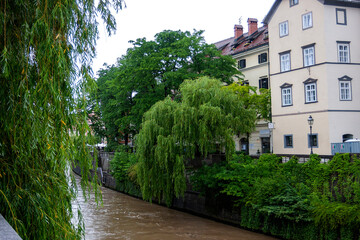 Fototapeta na wymiar weeping willows by the river after long rains in the old town