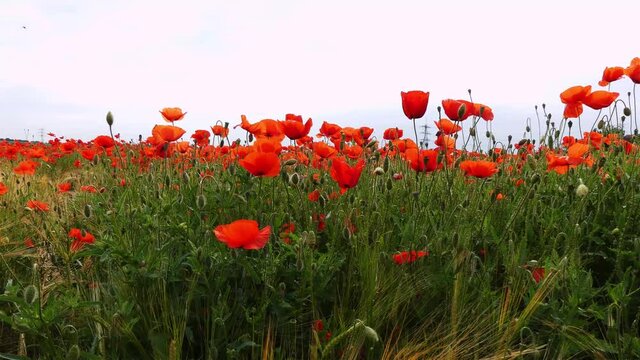 Nahaufnahme von Weizen, Mohn, Mohnfeld, Weizen, Getreide, Panorama, Weizen, Getreide, Ansicht, Feld,
