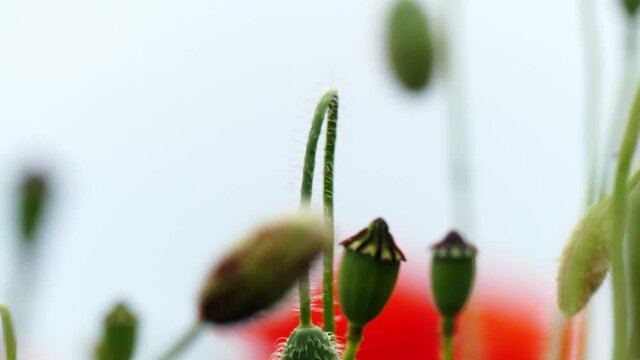 Nahaufnahme von Weizen, Mohn, Mohnfeld, Weizen, Getreide, Panorama, Weizen, Getreide, Ansicht, Feld,