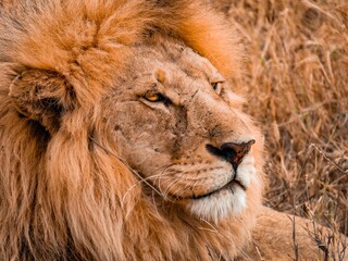 Portrait Lion Savane Tanzanie Afrique