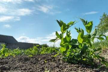 Young pea shoots grow on the bench in organic farm .