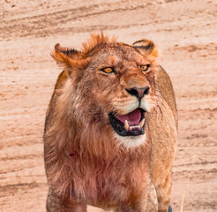 Portrait Lion Savane Tanzanie Afrique