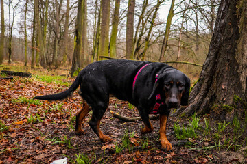 Polish hunting dog sniffing in the woods.