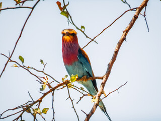 Portrait oiseaux colorés Afrique Tanzanie 