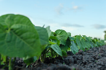 Green sprouts of young beans in early spring at organic farm field