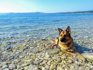 German Shepherd Dog chilling in the water near to Crikvenica, Croatia
