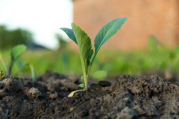 Young cabbage seedlings on organic farm field