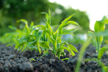 Close-up young corn sprouts under sunshine on organic farm field