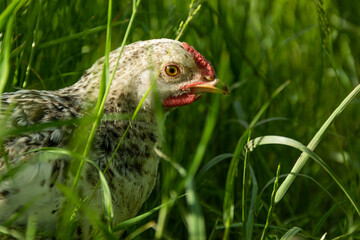 A young white hen laying hen on free maintenance, walking on the green grass in the farmyard.