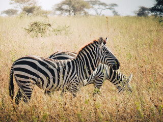 Naklejka na ściany i meble Paysage Zèbre Safari Tanzanie Afrique