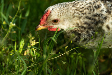 Chicken hen with light feathers is hunting in green grass