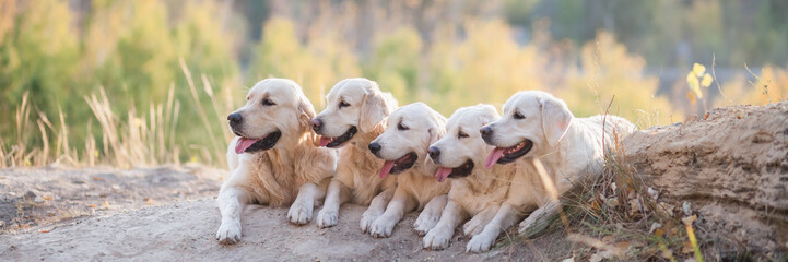 Five puppies of a golden retriever in the summer outdoors, long size. selective focus, sunlight