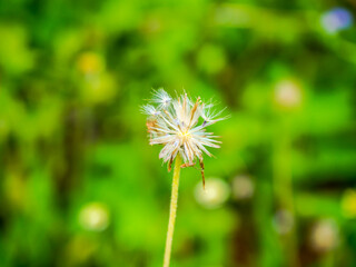 dandelion on green background