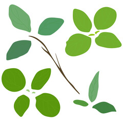 Isolated green leaves on a white background. It is possible to make various combinations and composition of branches