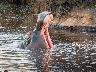 Portrait Hippopotame Animal Afrique