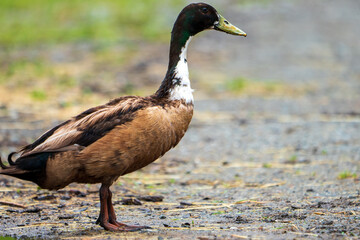 Laufente am Weg