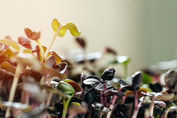 Close-up of young green sprouts of micro greens