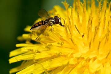 Hoverfly on dandelion closeup