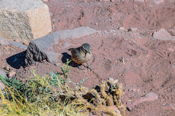 Small Bird at Rocky Ground, Mendoza, Argentina