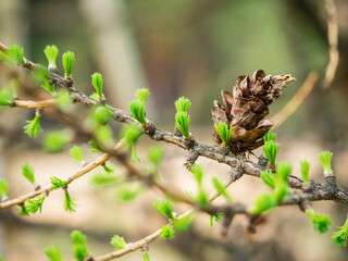 Young larch branches with a cone close-up. Early spring, young shoots sprout on a larch branch, on a blurred background. Spring background or screensaver
