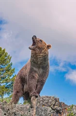 Keuken spatwand met foto Grizzly bear roar © outdoorsman