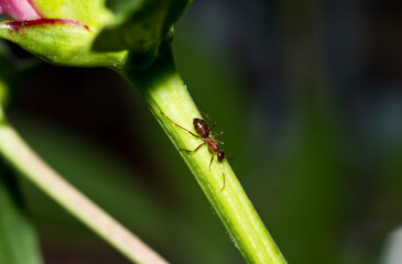 ant on a peony stem