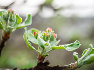The Apple tree is gaining color and preparing to bloom. Young leaves and Apple buds close up on a blurry background