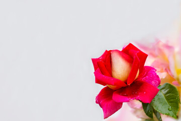 Romantic red rose on the white background. Using soft macro shots.  Nature concept for design or For add text . Love, wedding celebration, abstract background. Horizontal background.