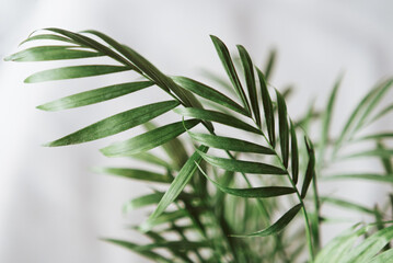 Parlor palm fronds in shadow