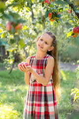 Beautiful girl harvests apples. Apple orchard. The child holds apples and a basket with apples in his hands. A walk in the garden. Long-haired girl smiles and walks in nature