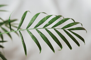 Individual parlor palm frond branch with leaves