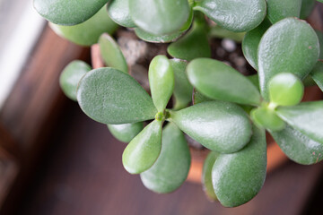Closeup of jade plant leaves