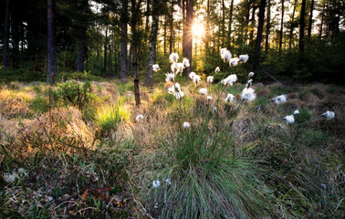 sunshine over cotton grass in forest