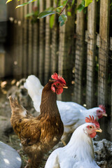 brown and white chickens in the corral